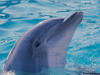 miniatura_dolphin copia